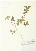 藏品(伏牛花)的圖片